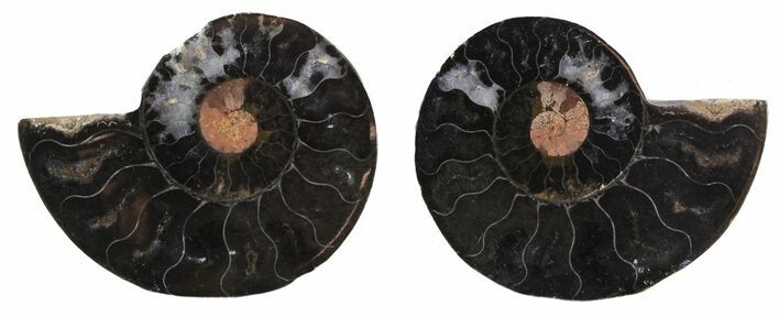 Split Black/Orange Ammonite Pair - Unusual Coloration #55565